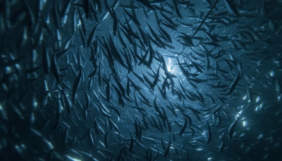 Andfjord Salmon utvider samarbeidet med Clarify