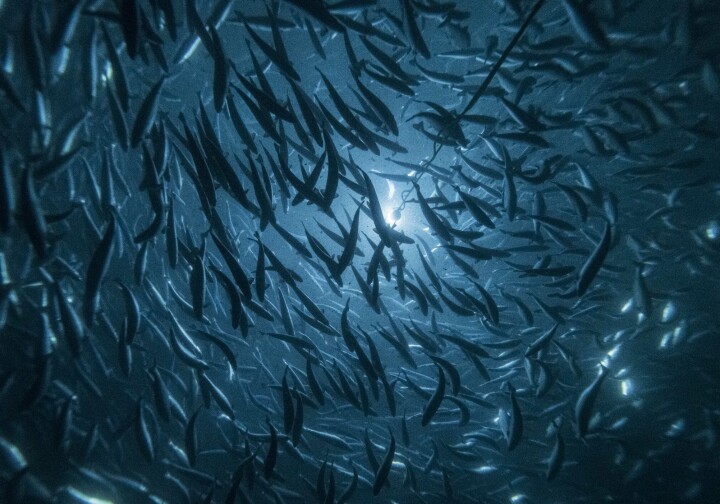 Andfjord Salmon utvider samarbeidet med Clarify