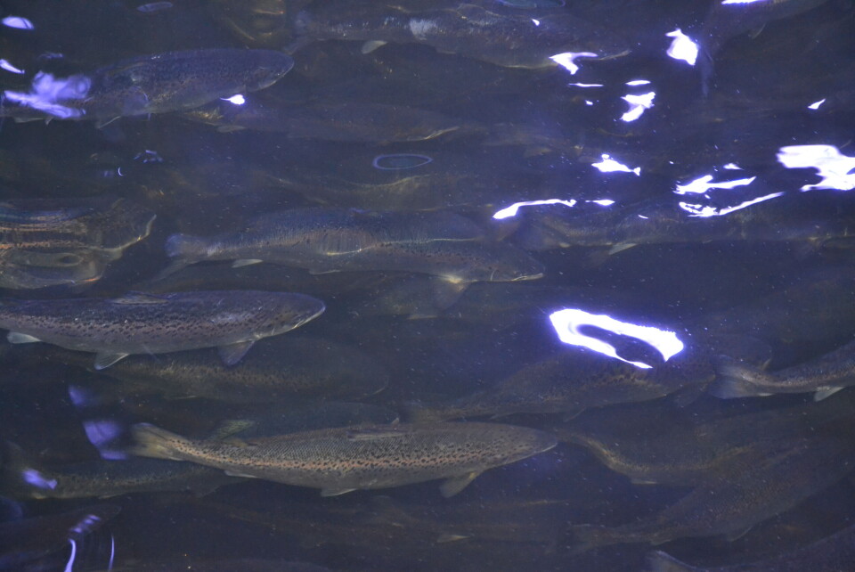 Smolt hos Fredrikstad Seafoods. Foto: Harrieth Lundberg Smolt hos Fredrikstad Seafoods. Foto: Harrieth Lundberg