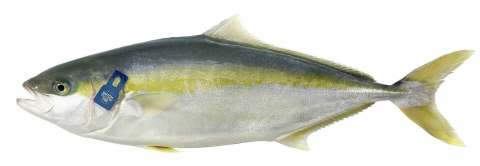 Hvis tillatelser går i orden vil Fredrikstad Seafoods produsere den tropiske arten yellowtail kingfish i 2023. Illustrasjonsfoto: Kingfish