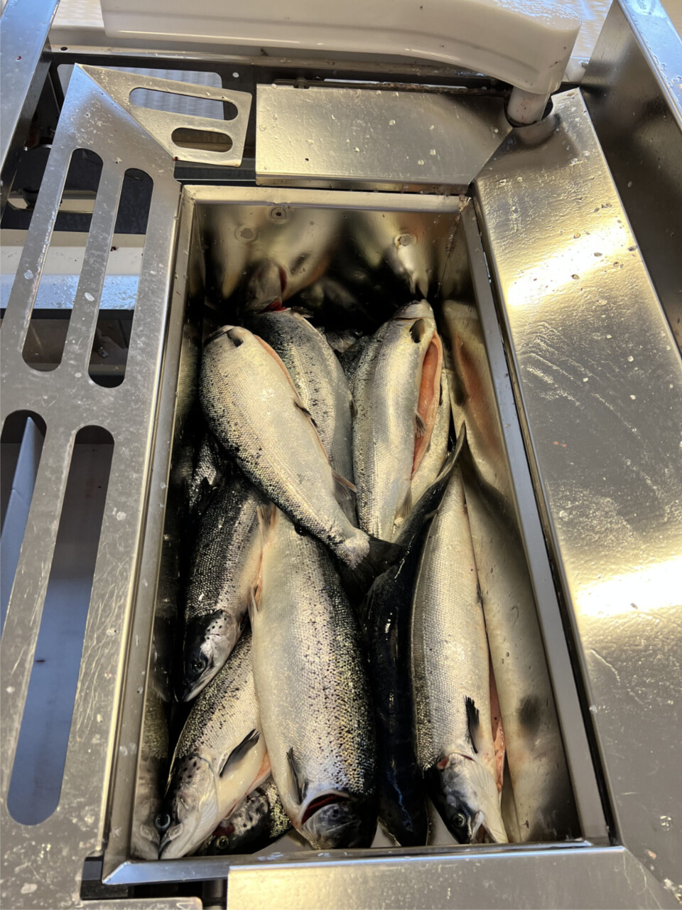 Det er bare Fredrikstad Seafoods som tidligere har slaktet landbasert laks i Norge. Pilotanlegget gir Havlandet verdifull erfaring før de etter hvert skalerer opp produksjonen. Foto: Ole Andreas Drønen Det er bare Fredrikstad Seafoods som tidligere har slaktet landbasert laks i Norge. Pilotanlegget gir Havlandet verdifull erfaring før de etter hvert skalerer opp produksjonen. Foto: Ole Andreas Drønen