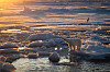 Isbjørn står på en isflak i et islagt hav mens en sjøfugl flyr over vannet i solnedgang.