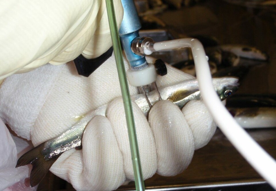 Slik ble vaksineringen for 2022