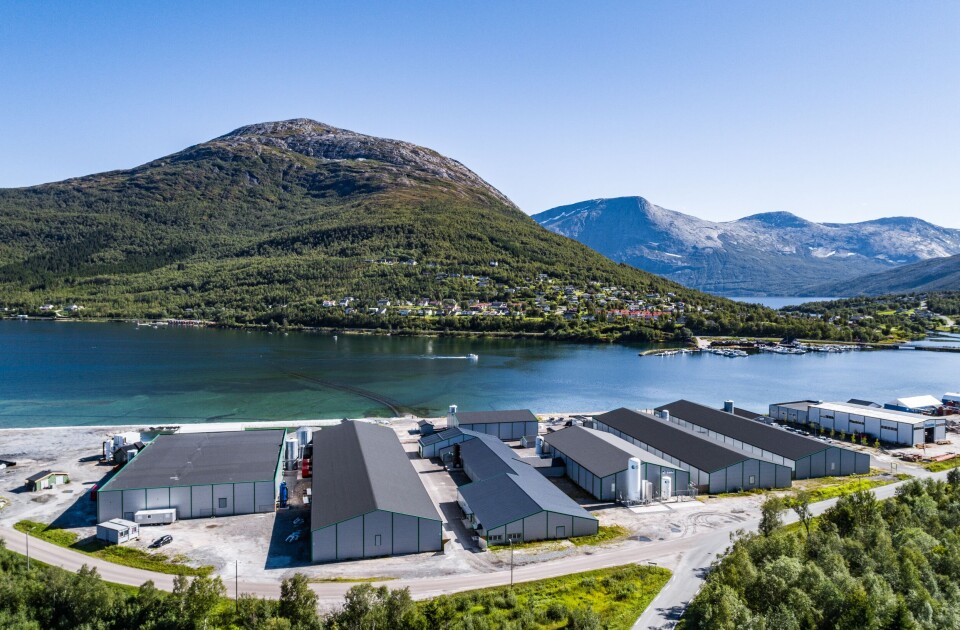 I år har selskapet levert ca 2,9 millioner høstfisk med en snittvekt på 125 gram, og ca 2,6 millioner vårfisk med en snittvekt på 212 gram. Foto: Sisomar