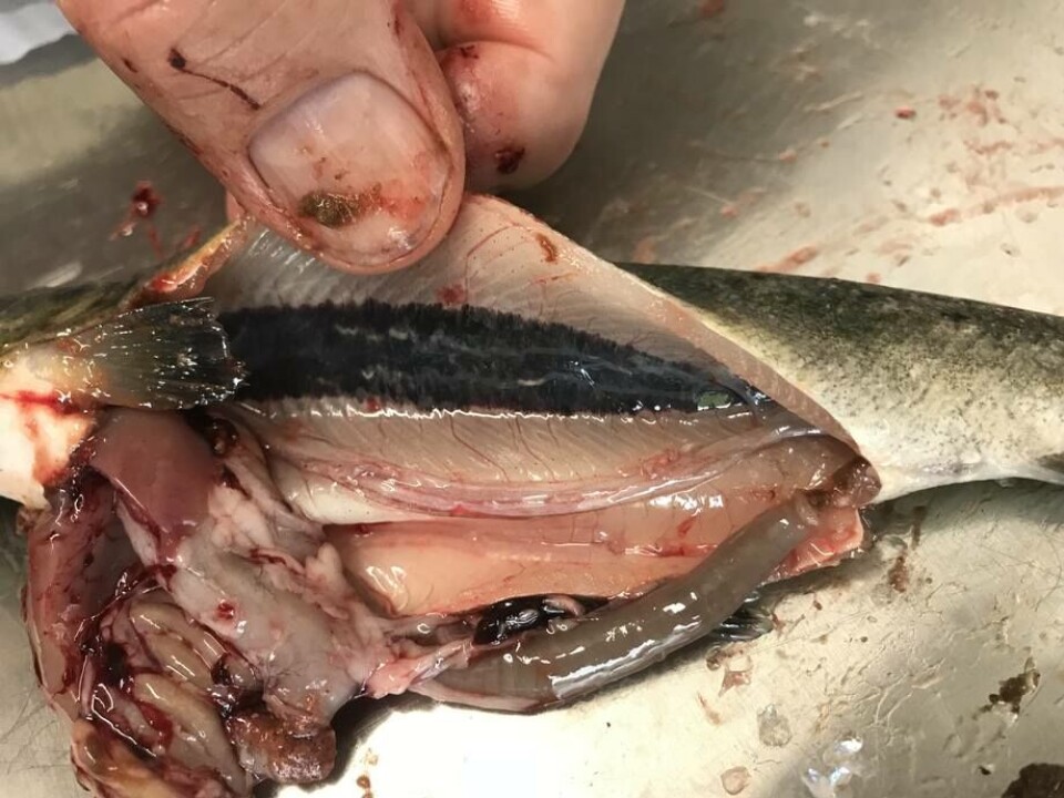 Tidlige makroskopiske forandringer ved nefrokalsinose hos smolt i RAS-anlegg. Det sees hvite utfellinger i urinledere uten ytterligere synlige forandringer. Foto: PHARMAQ Analytiq AS.
