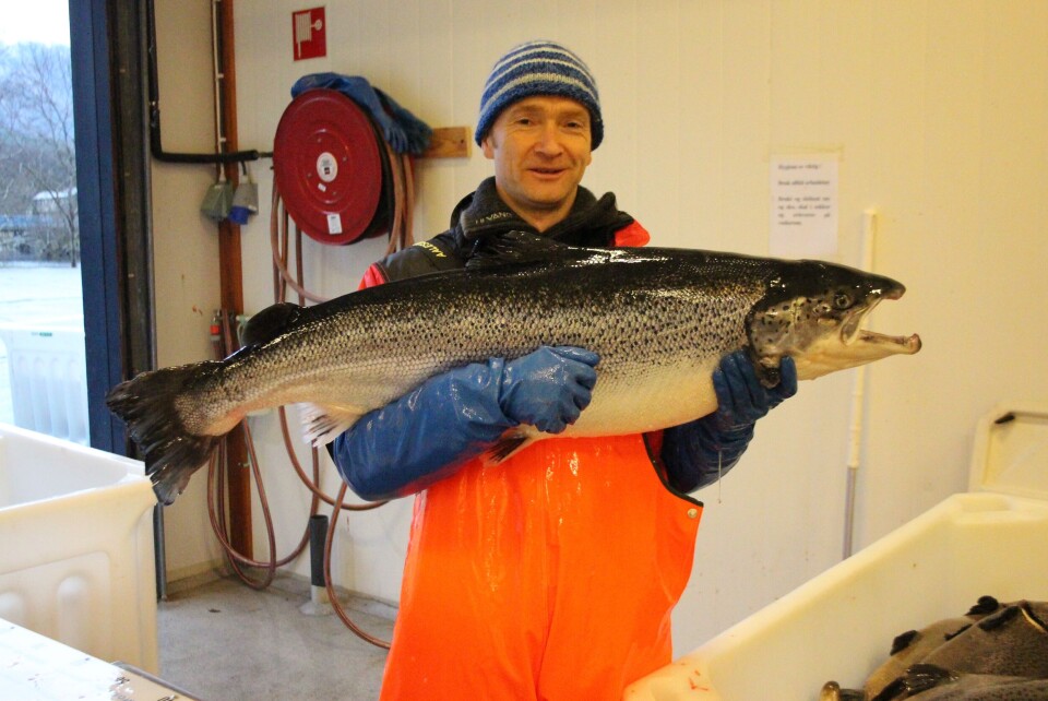 Forsker Per Gunnar Fjelldal og kollegaene utvikler såkalte superhannlaks for å forske på kjønnsmodning hos hannlaks. Foto: HI