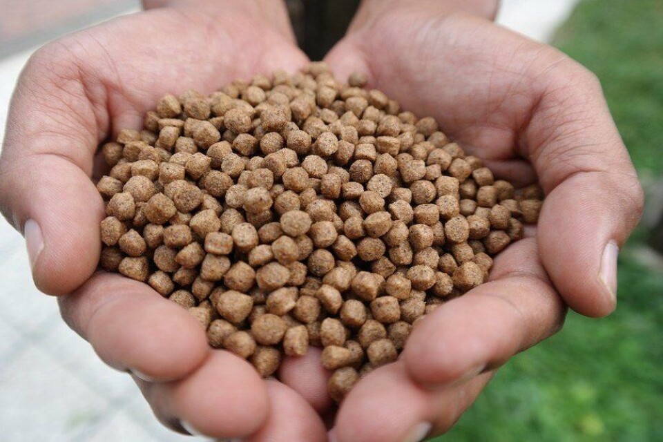 Cargill får levere fôr til Salmon Evolutions landbaserte anlegg, og investerer samtidig ca. 42 millioner kroner i selskapet gjennom en rettet emisjon. Illustrasjonsfoto: Cargill