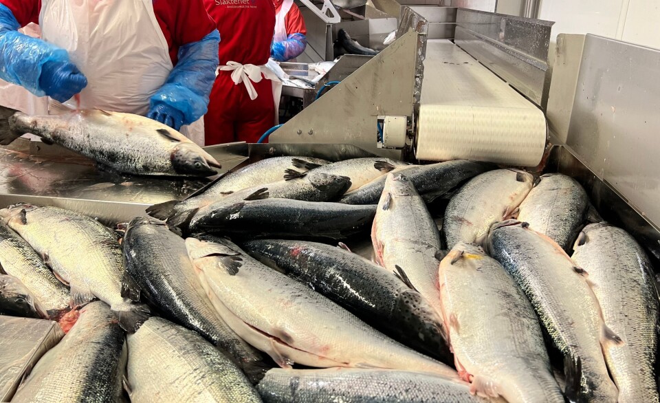 Den landbaserte laksen til Havlandet RAS Pilot har på åtte måneder vokst fra 330 gram til 4,2 kilo. Det er mer enn selskapet hadde forventet. Foto: Ole Drønen Den landbaserte laksen til Havlandet RAS Pilot har på åtte måneder vokst fra 330 gram til 4,2 kilo. Det er mer enn selskapet hadde forventet. Foto: Ole Drønen