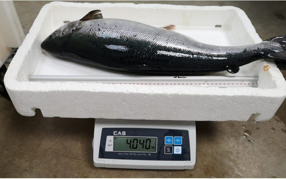 Fisk på 4 kg som aldri har sett havet. Foto: AquaMaof