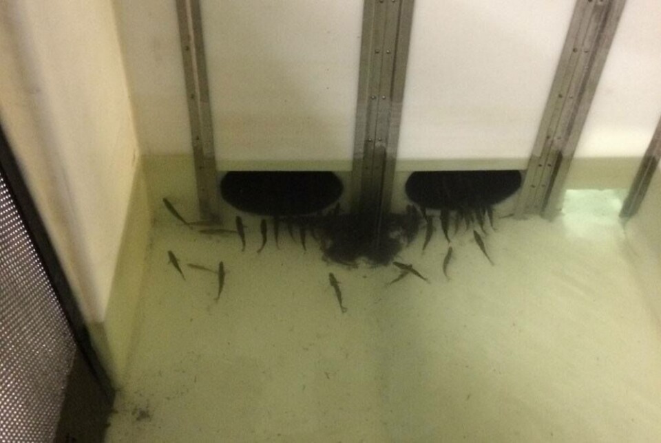 Smolt i det nye RAS-anlegget til Sævareid Fiskeanlegg. Foto: Gråkjær.