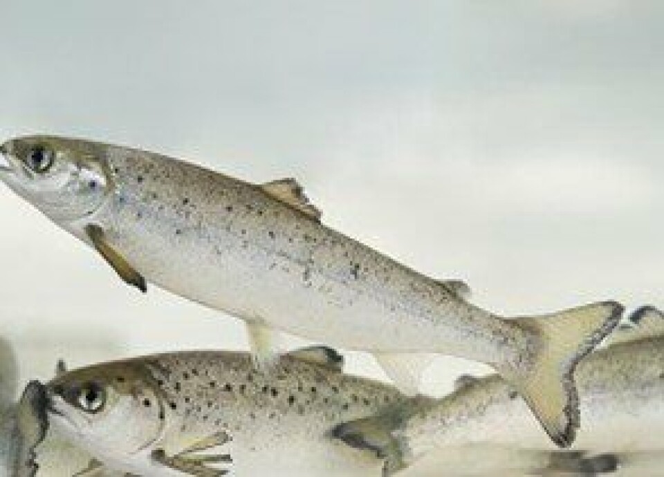 Illustrasjonsfoto av smolt. Foto: Sjømatrådet