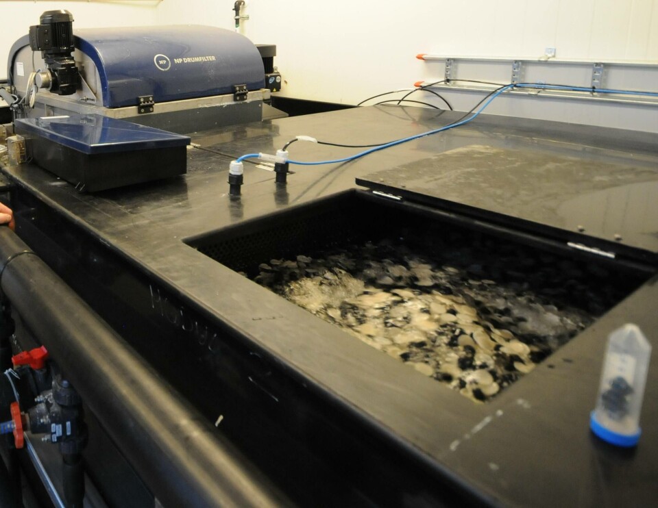 Forskere fra Universitetet i Bergen har funnet en effektiv strategi for å forbedre og modne biofiltre i RAS-anlegg. Illustrasjonsfoto: Pål Mugaas Jensen