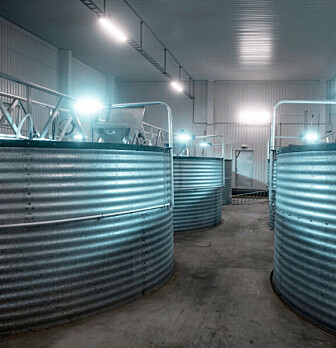 Fisk kan ha rømt fra settefiskanlegg