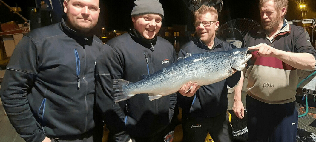 Islandsk Benchmark-rogn ga storfisk produsert på svært kort tid