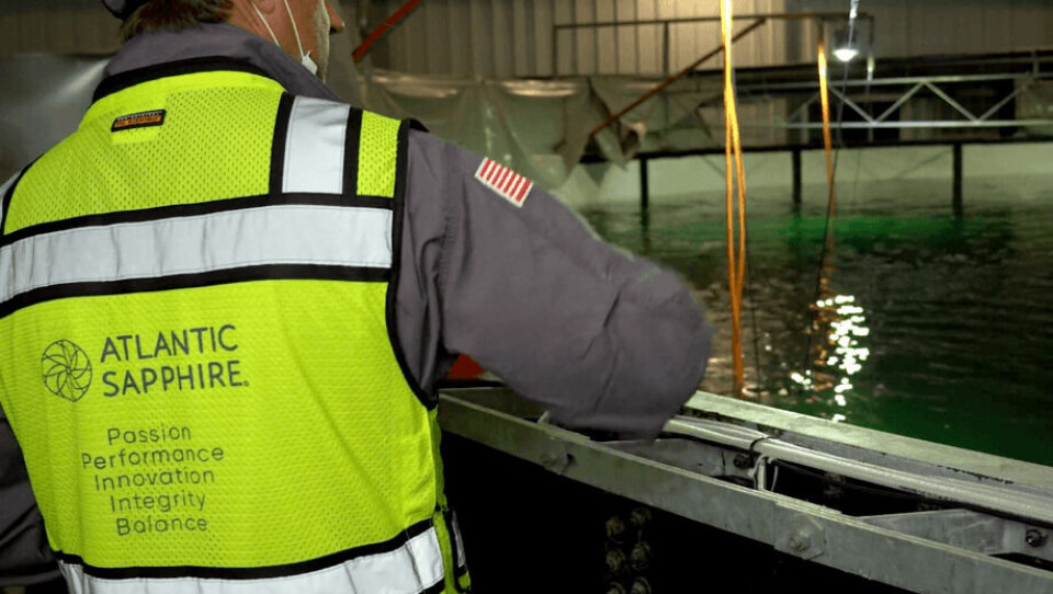 Torsdag starter den sørøstlige amerikanske butikkjeden Publix en ukelang kampanje for fersk laks fra Atlantic Sapphire. Foto: Atlantic Sapphire