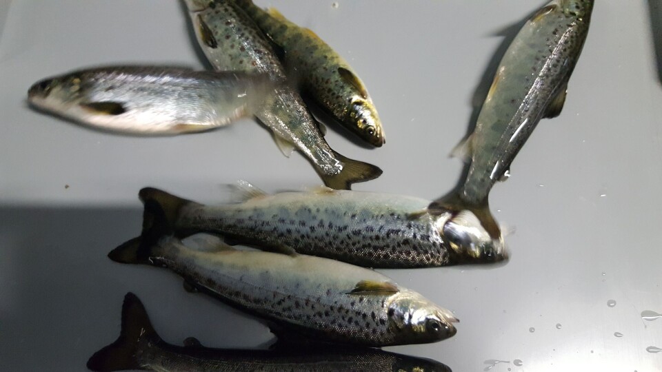Salmobreed fisk i Fyrkjelen på Sævareid, som skal bli stor høstsmolt. Foto: Sævareid Fiskeanlegg.