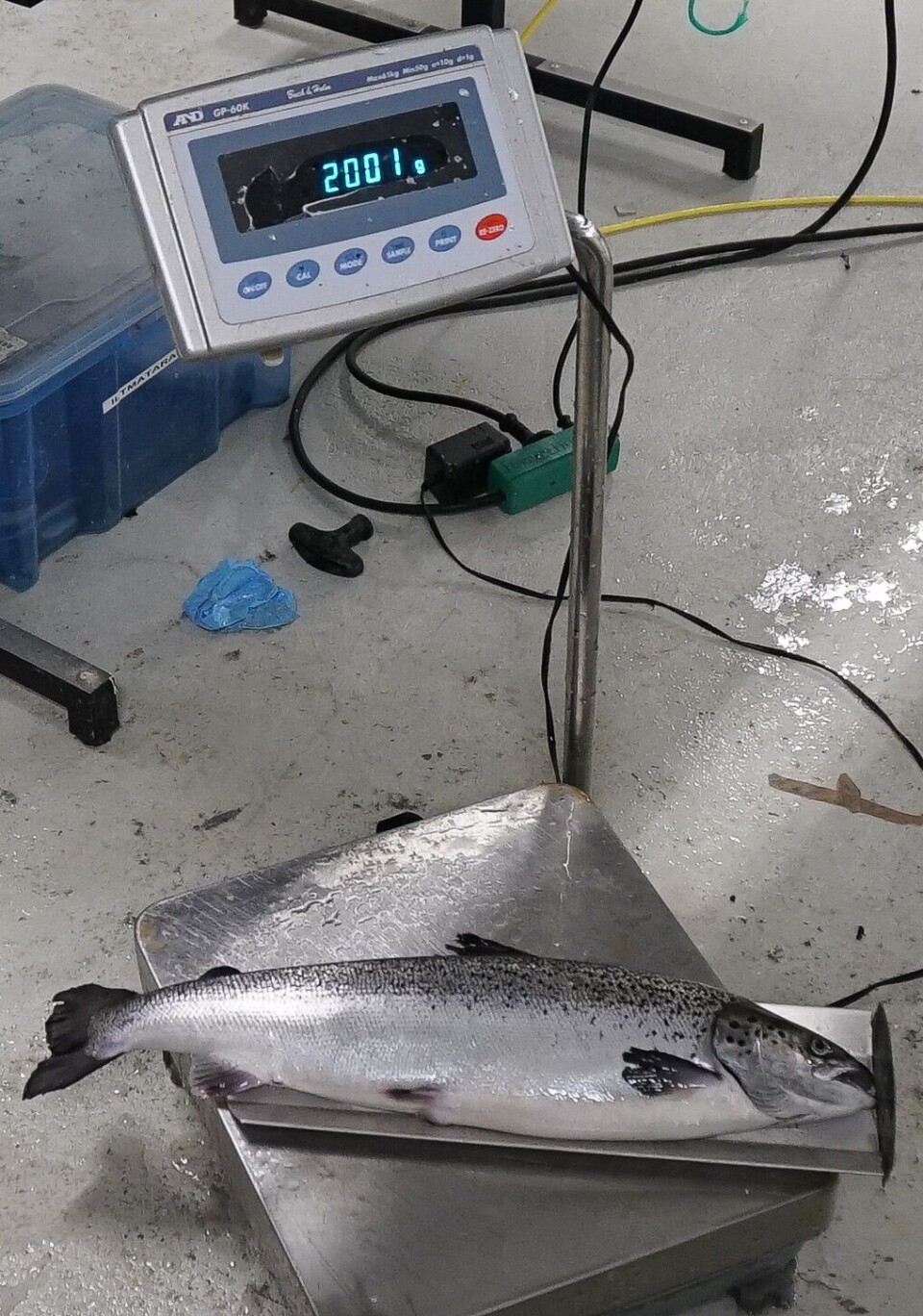 Hiddenfjord har klart å produsere stor smolt opp til hele to-tre kilo. Gjennomsnittet deres i sjø ligger nå på hele 650 gram. Klikk for større bilde. Foto: Hiddenfjord.