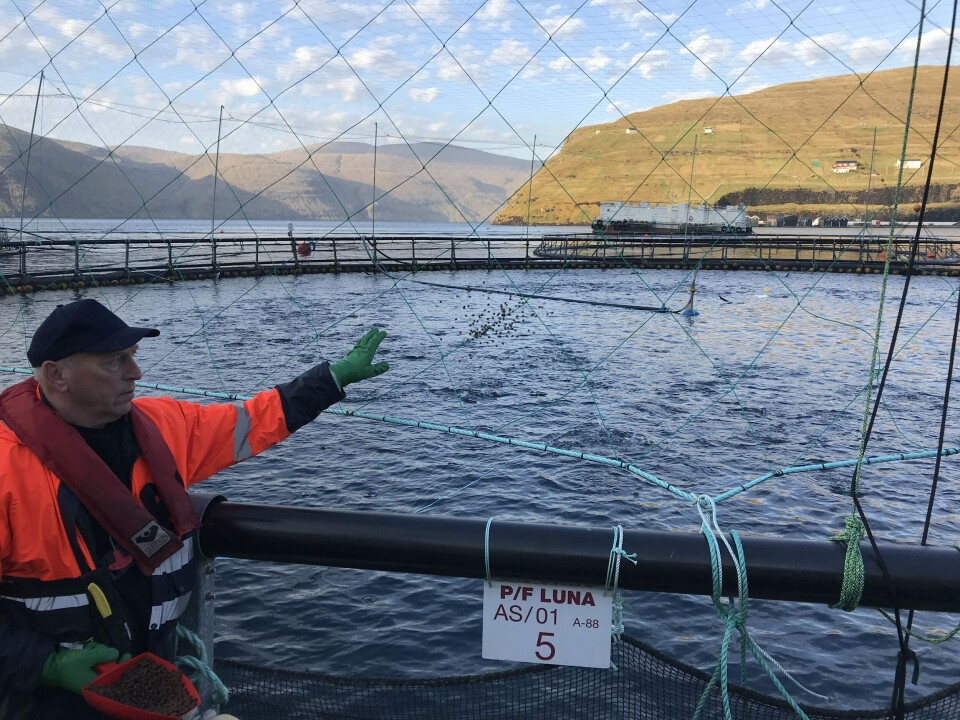 På lokaliteten Vestmanna har Hiddenfjord nylig satt ut smolt med en gjennomsnittstørrelse på hele 650 gram. Foto: Hiddenfjord.