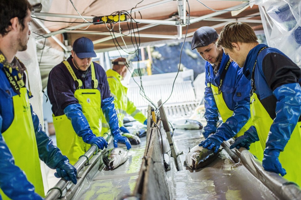 Sortering av stamfisk. Foto: Salmobreed.