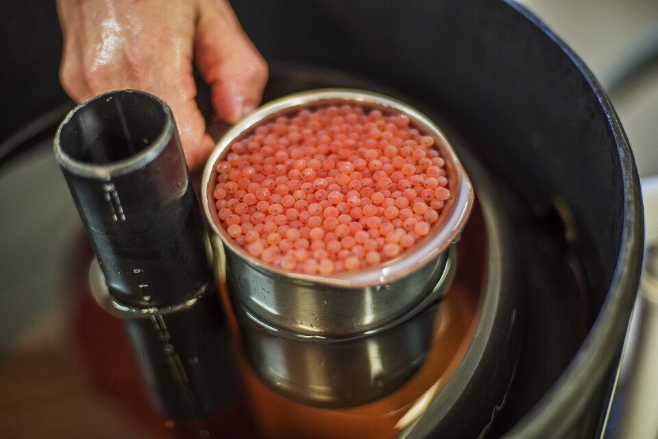 - Vi avviser ikke at overføring av virus fra foreldrefisk til avkom kan forekomme, men mener bestemt at dette ikke er hovedårsak til ILA-utbrudd i oppdrettsanlegg i Norge slik som Nylund hevder, skriver FoU-sjef i Salmobreed, Rudi Ripman Seim. Foto: Salmobreed