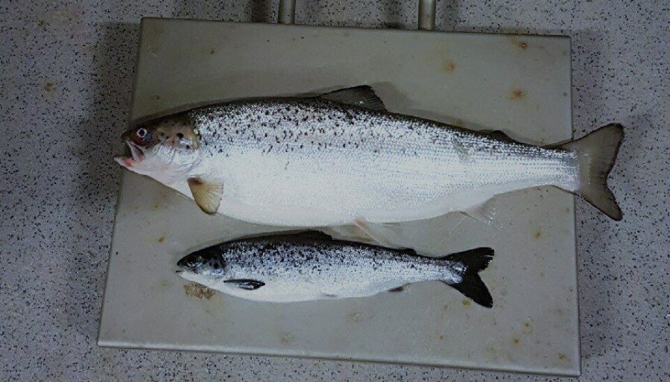 Sisomar har kommet langt på vei med produksjon av storsmolt. Her ser du en på 950 gram i forhold til en «normal» smolt på 170 gram. Sisomar har kommet langt på vei med produksjon av storsmolt. Her ser du en på 950 gram i forhold til en «normal» smolt på 170 gram.