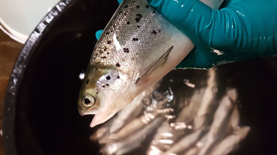 For å unngå sårproblemer mener Previwo noe av løsningen kan ligge i å gi smolten riktig bakteriesammensetning i settefiskfasen før den møter sjøvann. Nå inviterer de til seminar under AquNor for å gå dypere inn i problematikken. For å unngå sårproblemer mener Previwo noe av løsningen kan ligge i å gi smolten riktig bakteriesammensetning i settefiskfasen før den møter sjøvann. Nå inviterer de til seminar under AquNor for å gå dypere inn i problematikken.