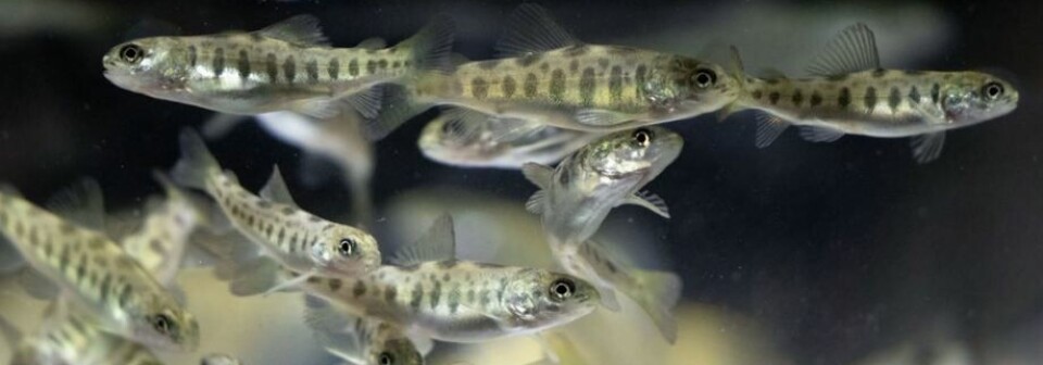 Tekset 2025: Nye krav og løsninger i settefisknæringen