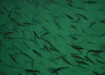 Nytt skjema for rapportering av settefisk er lansert