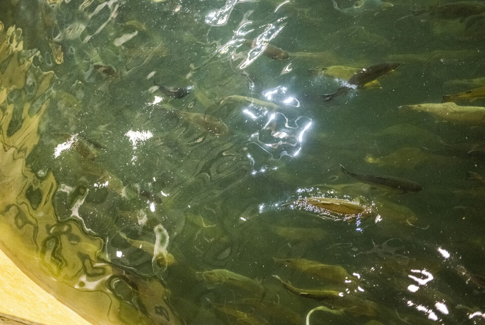 Færre, men større fisk. Det er strategien til Atlantic Sapphire nå.