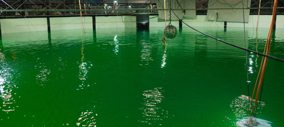 Atlantic Sapphire: Lager landbasert laks i unikt grunnvann