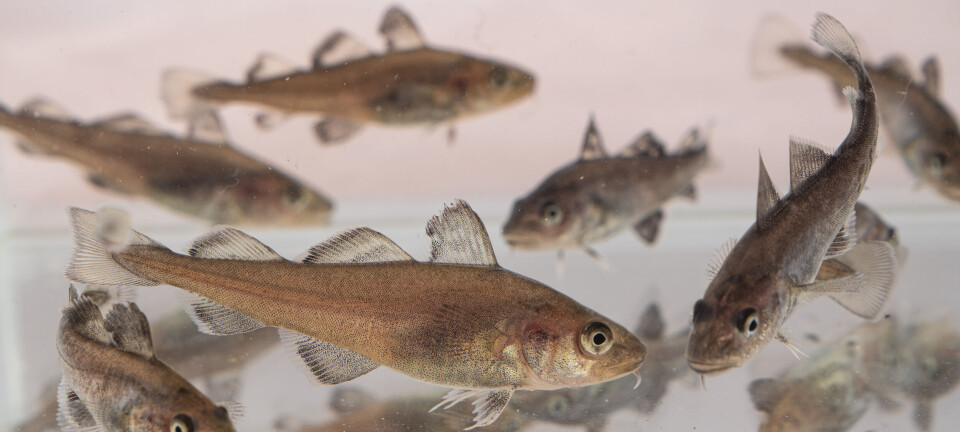 Slik vil de produsere RAS-torsk