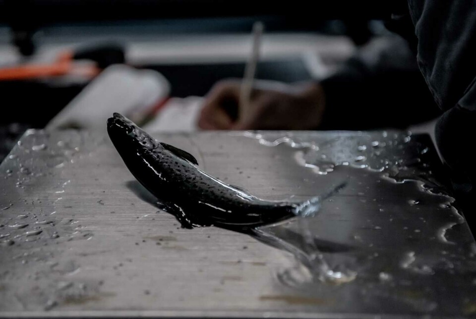 Postmolt-markedet forventes å gradvis kunne bli friskmeldt utover året og inn i neste. Bildet viser fisk på vei til vaksinering.