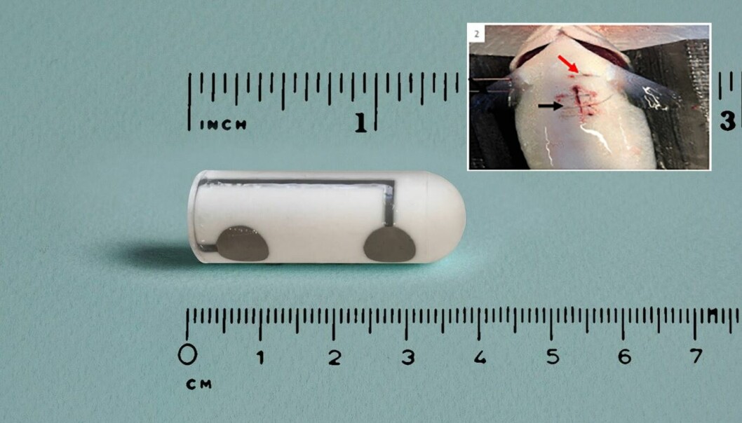 Implanterbare pulsloggere kan brukes for å måle stress på laksen.