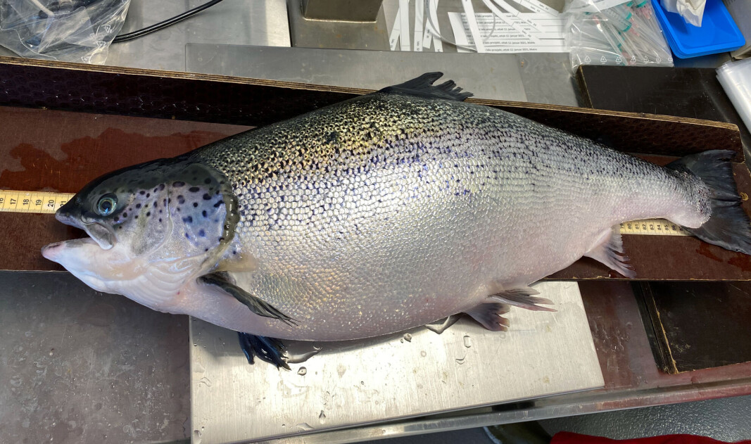 Stamfisk hunn Stamfisk hunn