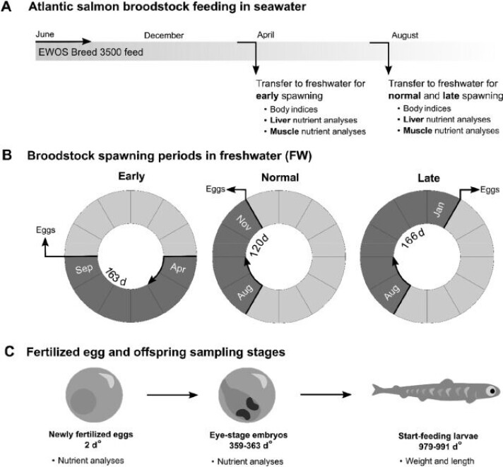 Fig. 1. Oversikt over studien og de analyserte prøvene. A. Atlantisk laks som er fôret med en kommersiell diett i sjøvann før overføring til ferskvann i hhv. april for "tidlig" og august for "normale" og "sene" gytegrupper. Kroppsindekser, lever- og muskelnæringsanalyser ble tatt etter gyting fra fem uavhengige, modne stamfisk fra hver sesonggruppe. B. Stamfiskgyting i september for "tidlig", november for "normal" og januar for "sen" gytegruppe. C. Prøvetrinn for befruktede egg og avkom. Næringsstoffanalyser ble utført på samleprøver samlet fra fem uavhengige partier av nybefruktede egg og embryo i øyerogn-stadium fra de fem separate stamfiskene fra hver gytegruppe. Vekt og lengde ble målt på startfôrede larver. Fig. 1. Oversikt over studien og de analyserte prøvene. A. Atlantisk laks som er fôret med en kommersiell diett i sjøvann før overføring til ferskvann i hhv. april for "tidlig" og august for "normale" og "sene" gytegrupper. Kroppsindekser, lever- og muskelnæringsanalyser ble tatt etter gyting fra fem uavhengige, modne stamfisk fra hver sesonggruppe. B. Stamfiskgyting i september for "tidlig", november for "normal" og januar for "sen" gytegruppe. C. Prøvetrinn for befruktede egg og avkom. Næringsstoffanalyser ble utført på samleprøver samlet fra fem uavhengige partier av nybefruktede egg og embryo i øyerogn-stadium fra de fem separate stamfiskene fra hver gytegruppe. Vekt og lengde ble målt på startfôrede larver.